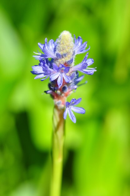 写真 公園でいている紫色の花のクローズアップ