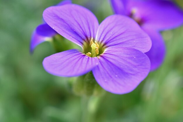 写真 公園でいている紫色の花のクローズアップ