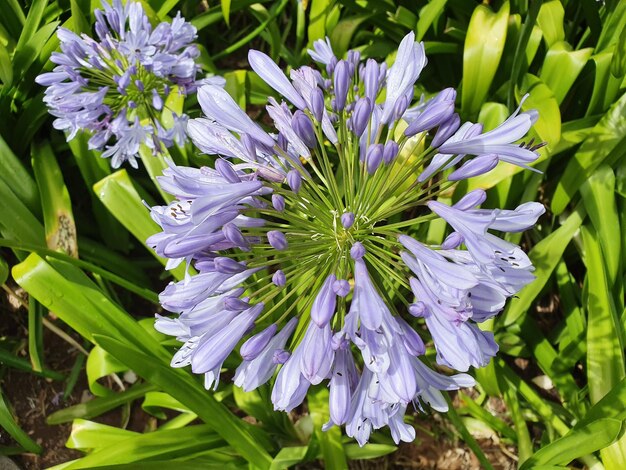 写真 畑でく紫色の花のクローズアップ