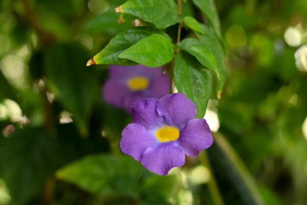 写真 外で ⁇ いている紫色の花のクローズアップ