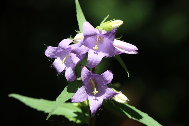 写真 外でいている紫色の花のクローズアップ