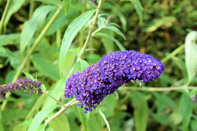 写真 外でいている紫色の花のクローズアップ