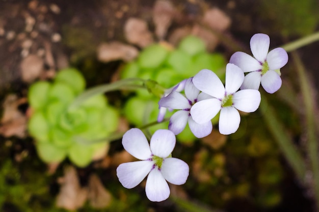 写真 外でいている紫色の花のクローズアップ