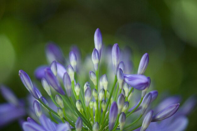 写真 外でいている紫色の花のクローズアップ