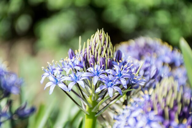 写真 外でいている紫色の花のクローズアップ