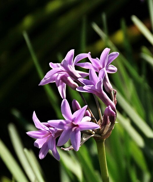 写真 外でいている紫色の花のクローズアップ