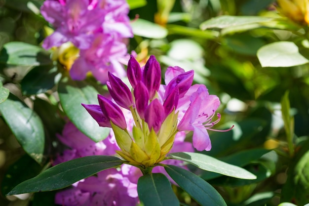 写真 外でいている紫色の花のクローズアップ