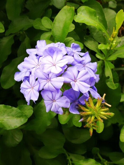 写真 外でいている紫色の花のクローズアップ