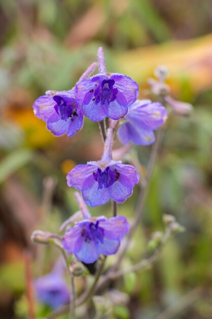 写真 外でいている紫色の花のクローズアップ