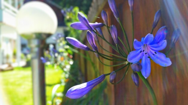 写真 紫色の花がくクローズアップ