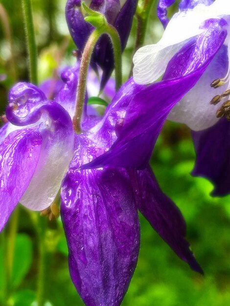 写真 紫色の花がくクローズアップ