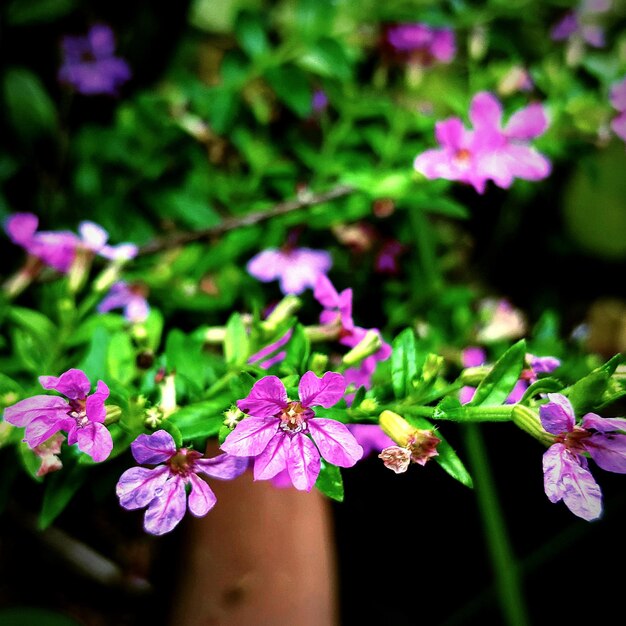 写真 公園の紫色の花のクローズアップ