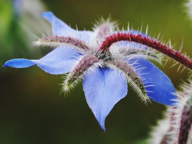 写真 紫色の花のクローズアップ