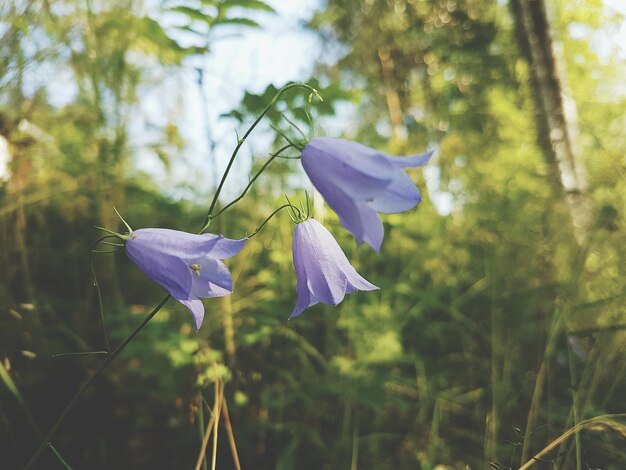 写真 紫色の花のクローズアップ