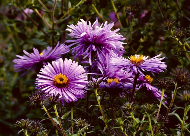 Фото Крупный план фиолетовых цветов