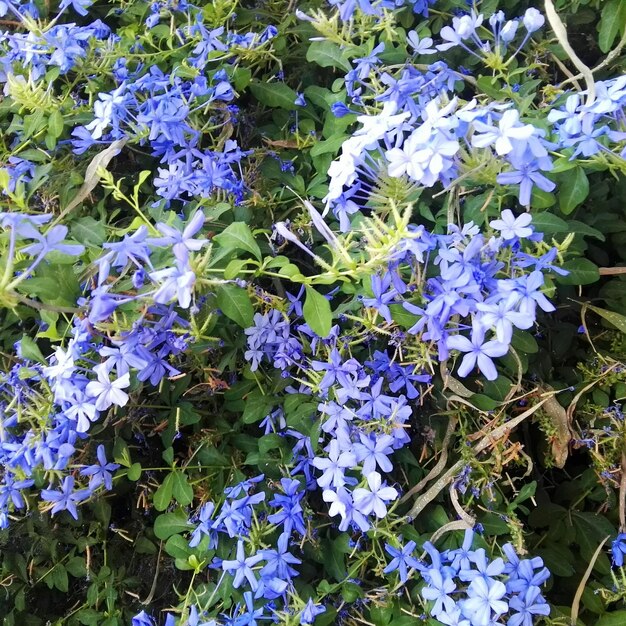 写真 紫色の花のクローズアップ