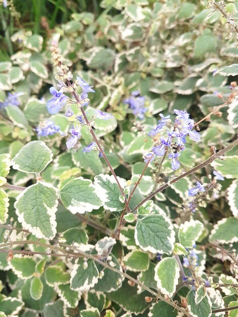 写真 紫色の花のクローズアップ