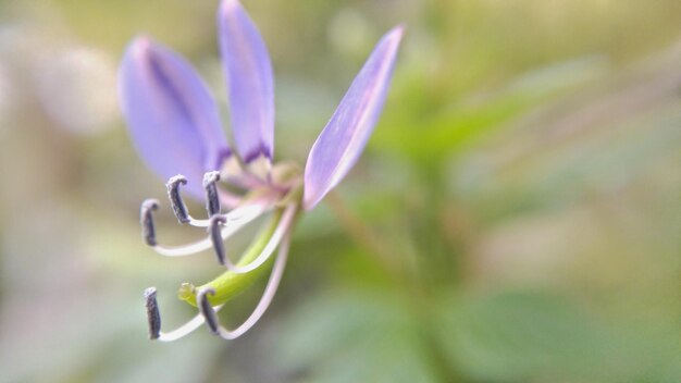 写真 紫色の花のクローズアップ