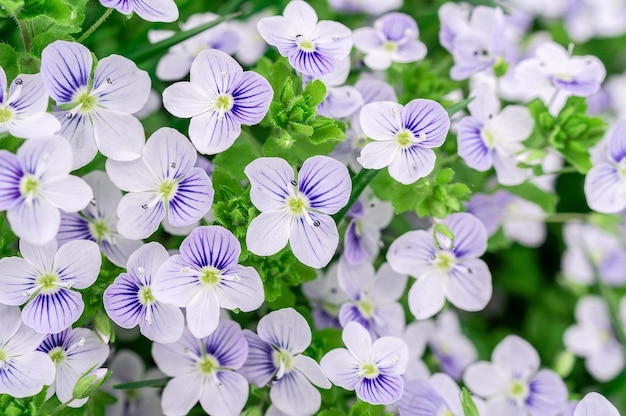 写真 紫色の花のクローズアップ