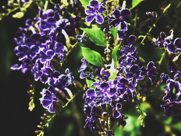 写真 紫色の花のクローズアップ