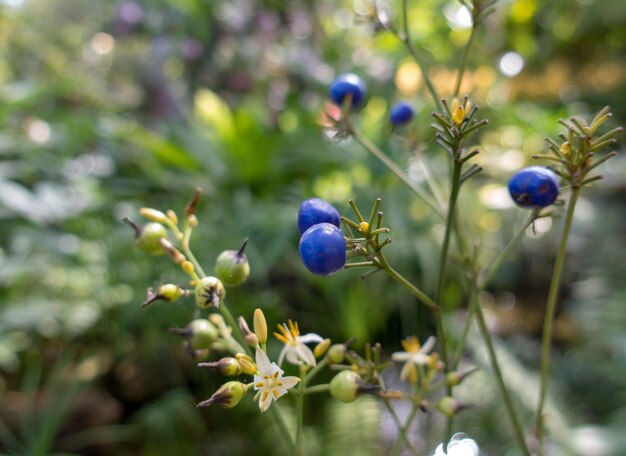 写真 紫の花のクローズアップ