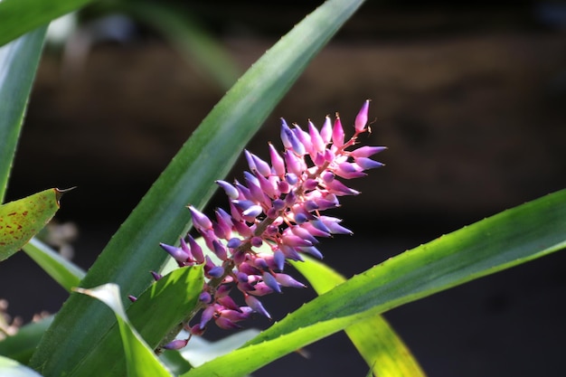 写真 紫の花のクローズアップ