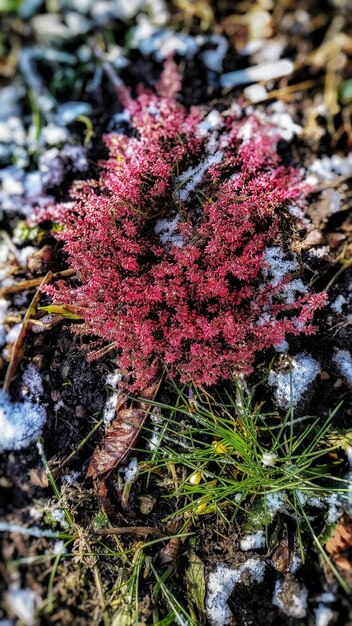 写真 紫色の花のクローズアップ