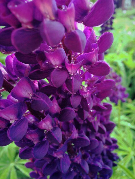 写真 紫色の花のクローズアップ