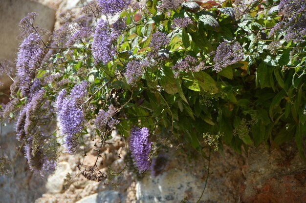 写真 紫色の花のクローズアップ