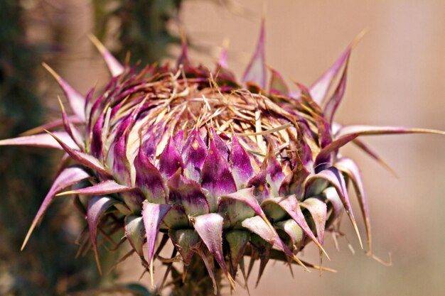 写真 紫色の花のクローズアップ