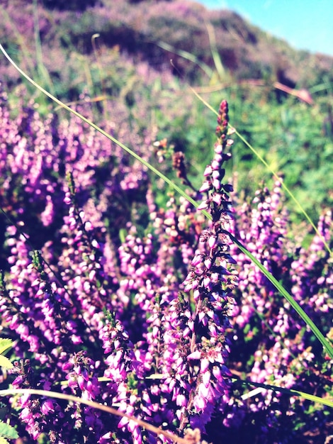 写真 紫色の花のクローズアップ