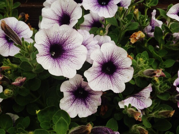 写真 紫色の花のクローズアップ