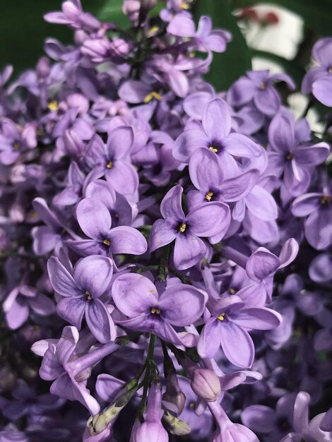 写真 紫色の花のクローズアップ