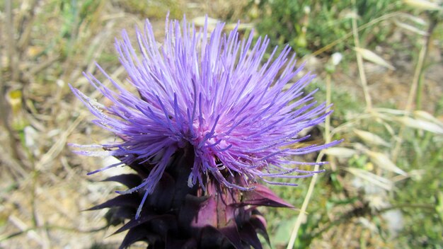 写真 紫の花のクローズアップ