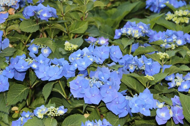 写真 紫色の花のクローズアップ