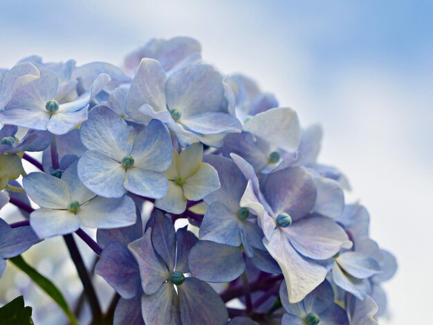 写真 紫色のホルテンジアの花のクローズアップ