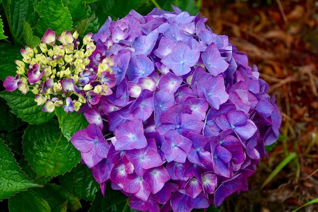 写真 紫色のホルテンジアの花のクローズアップ