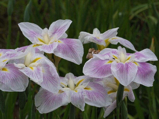 写真 紫色のイリスの花のクローズアップ