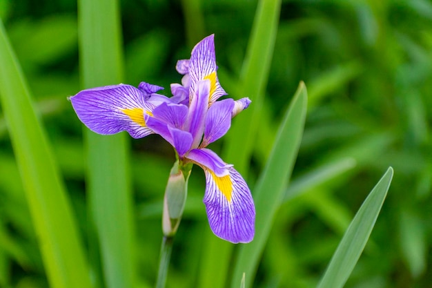 写真 紫色の虹彩のクローズアップ