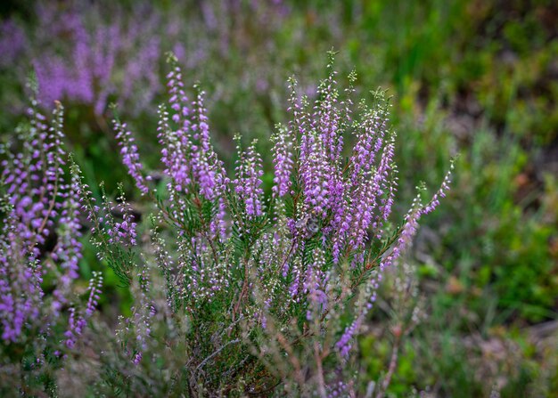 사진 ⁇  에 있는 보라색 라벤더 꽃 의 클로즈업
