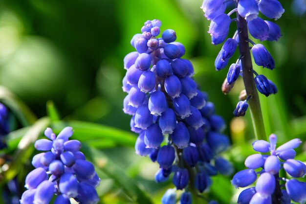 写真 紫色のラベンダー花のクローズアップ