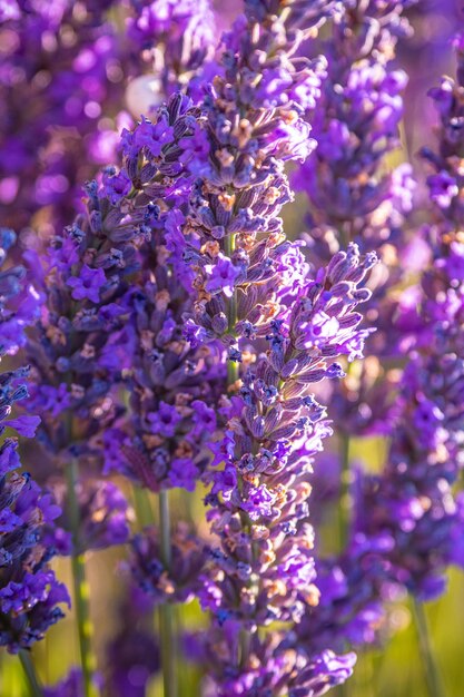 Фото Близкий план фиолетовых цветов лаванды