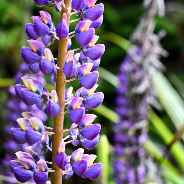 写真 紫色のラベンダー花のクローズアップ