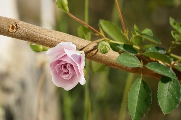 Фото Крупный план фиолетовой розы при естественном свете