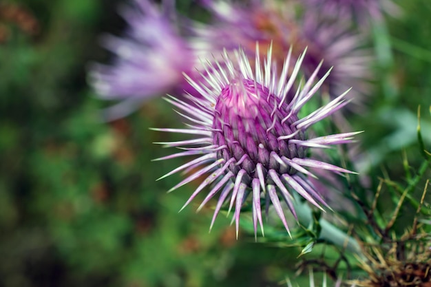 写真 フィールドの紫の<unk>の花のクローズアップ