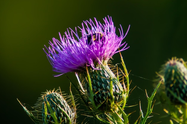 写真 紫の<unk>の花のクローズアップ