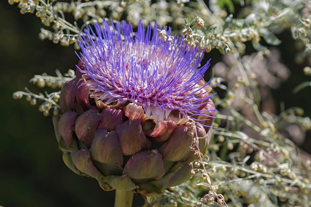 写真 紫の<unk>の花のクローズアップ