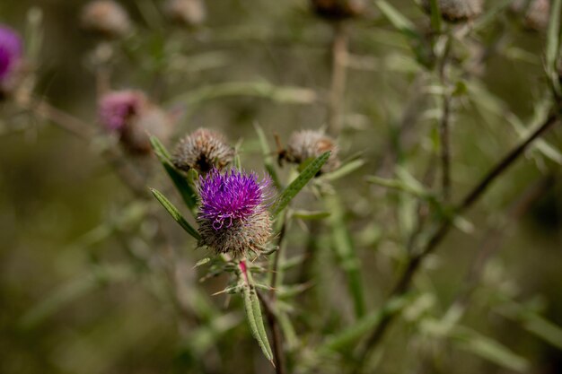 写真 紫の<unk>の花のクローズアップ