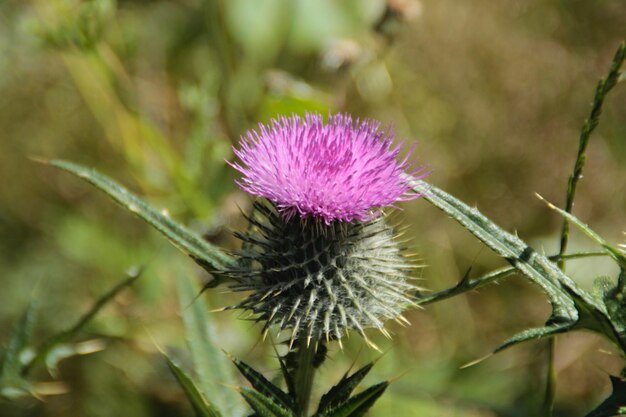 写真 紫の<unk>の花のクローズアップ