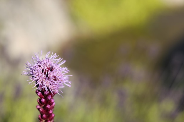 写真 紫の<unk>の花のクローズアップ